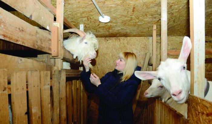Ветеринарные правила содержания овец и коз